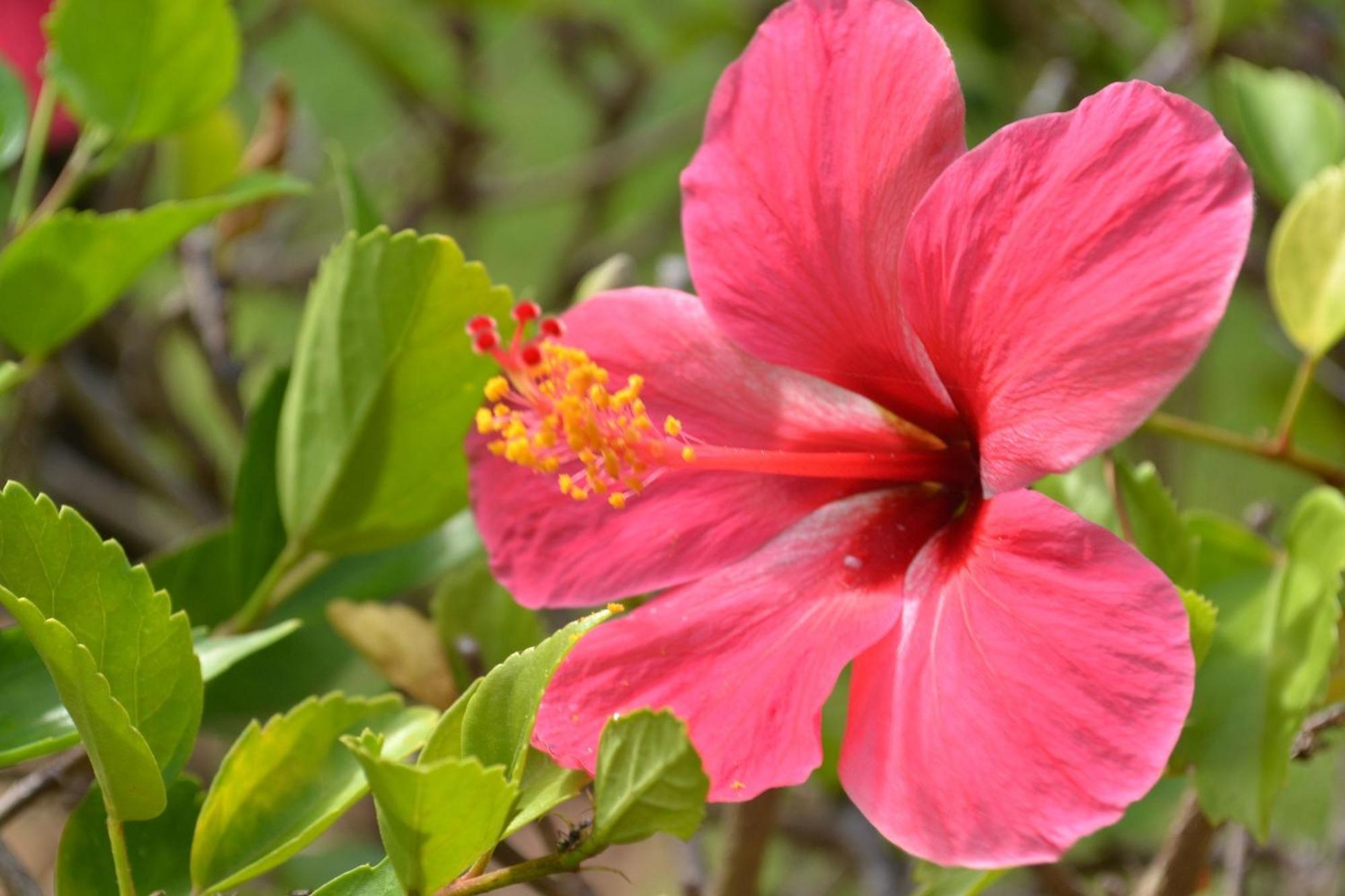 Pipa Beleza - Chales Particulares Praia de Pipa Dış mekan fotoğraf